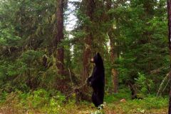 MOULTRIE DIGITAL GAME CAMERA